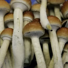 Kaufen Sie Amazonas Zauberpilze online