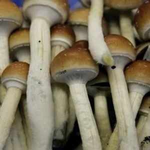 Kaufen Sie Amazonas Zauberpilze online