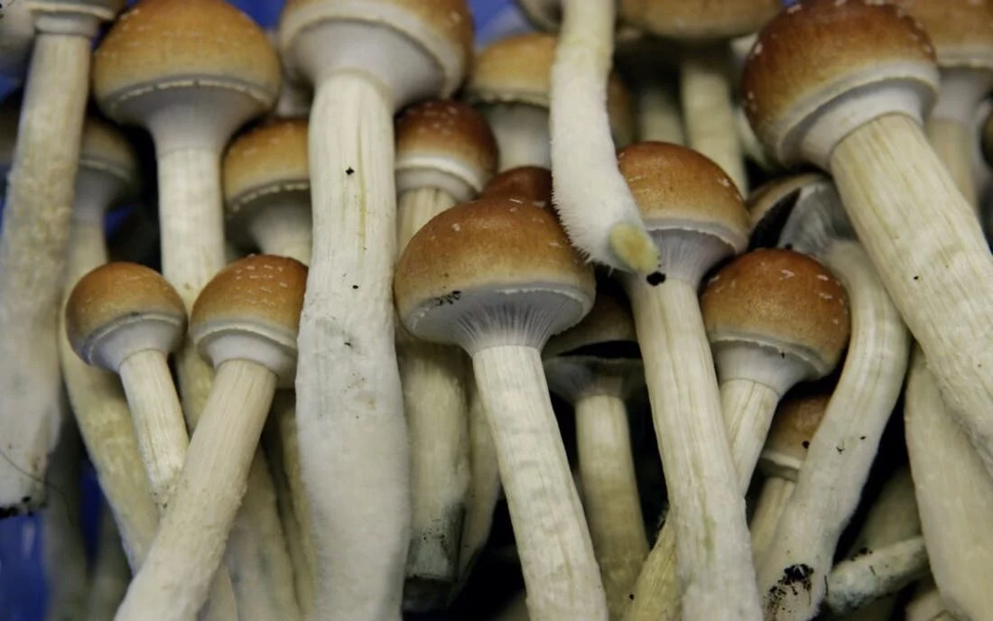 Kaufen Sie Amazonas Zauberpilze online